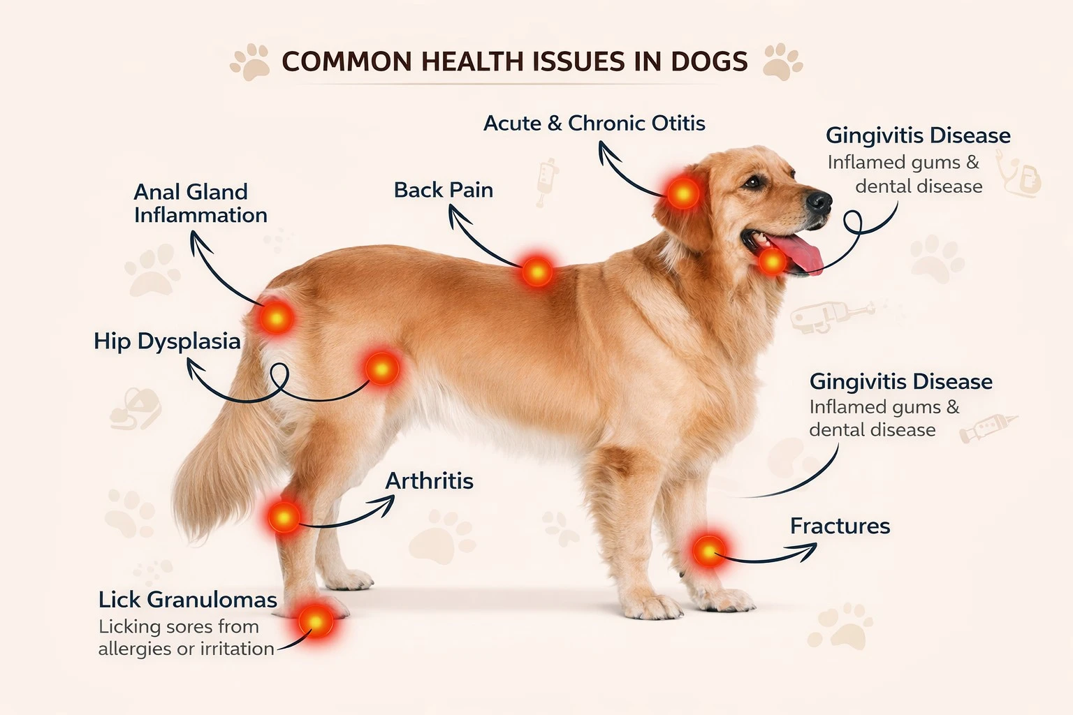 Common health issues in dogs including arthritis, hip dysplasia, back pain, and ear infections