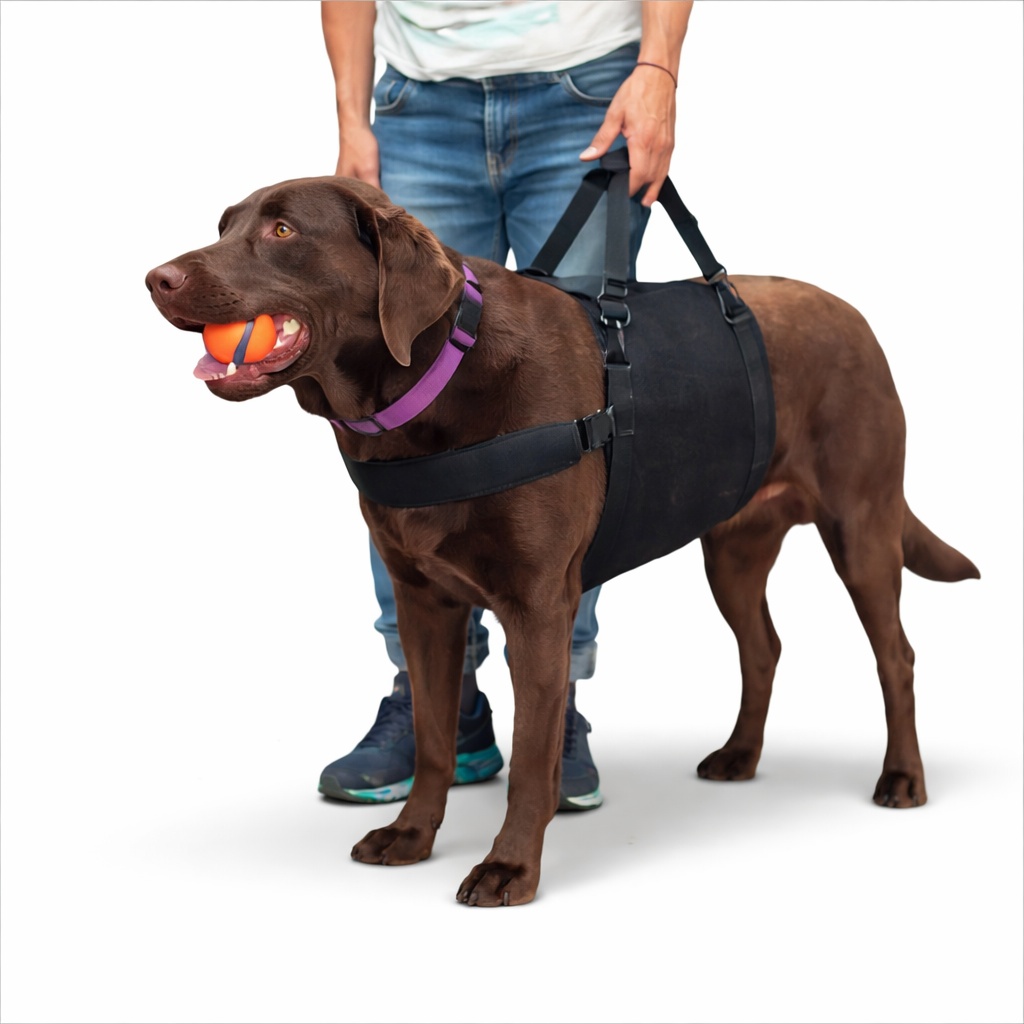 Dog on a gentle walk for back mobility support