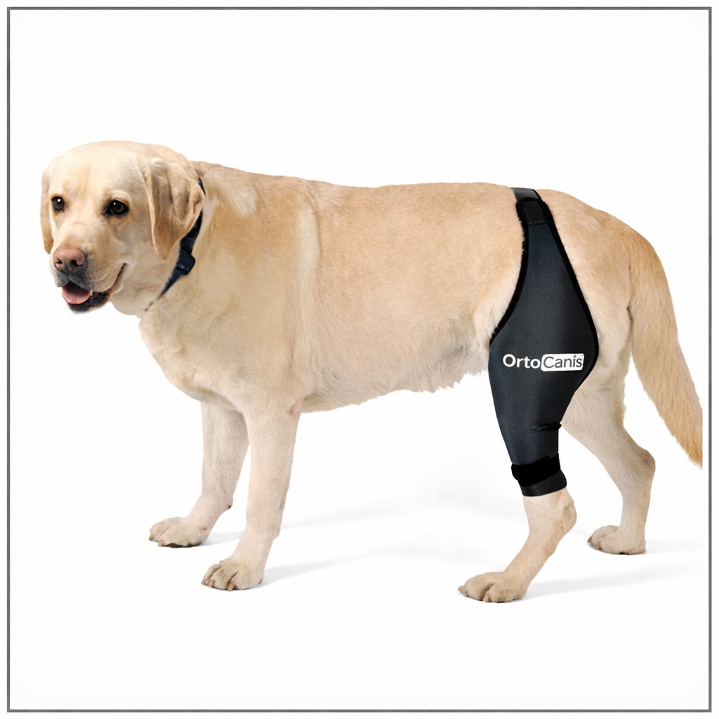 Dog on a gentle walk for hip mobility support