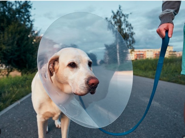 Dog on a gentle walk during post surgical recovery