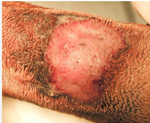 Laser therapy for lick granuloma in dogs and skin recovery support