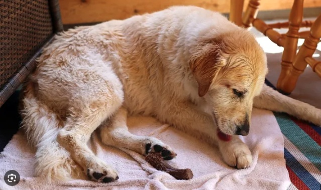 Dog resting comfortably during lick granuloma recovery
