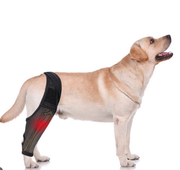 Dog receiving muscle recovery support care