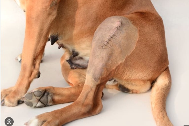Laser therapy for dogs after surgery and recovery support