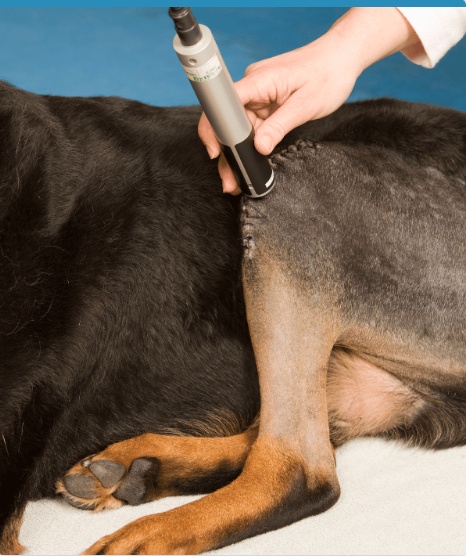 Dog during post surgical recovery and reduced mobility