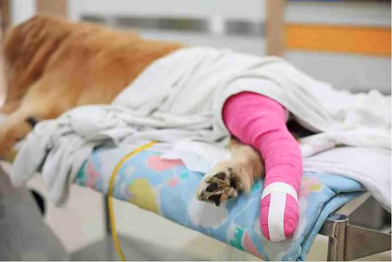 Dog resting comfortably during post surgical recovery