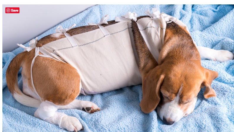 Dog receiving supportive care after surgery