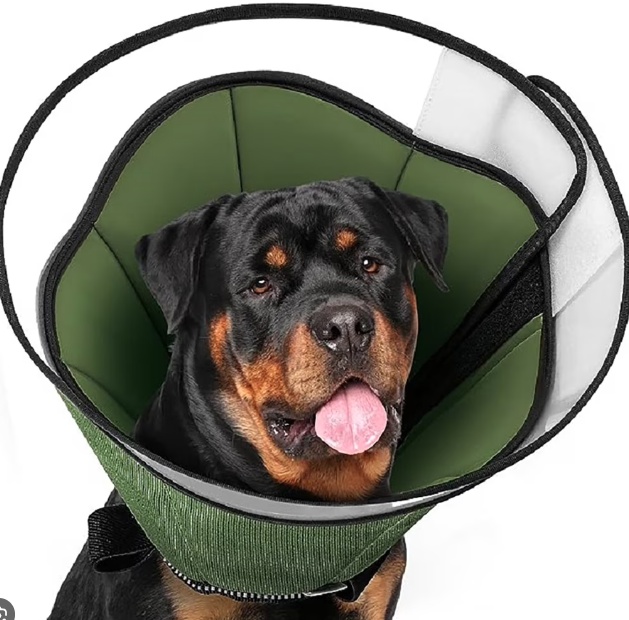 Dog wearing protective collar for lick granuloma care