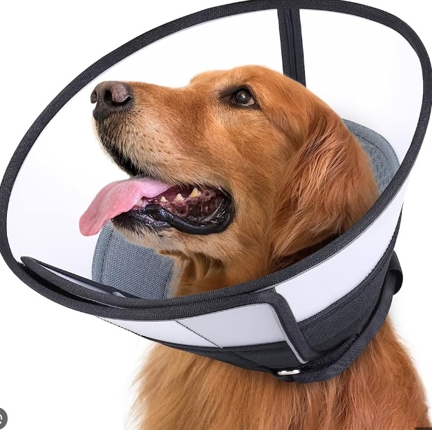Dog wearing protective collar during wound care recovery