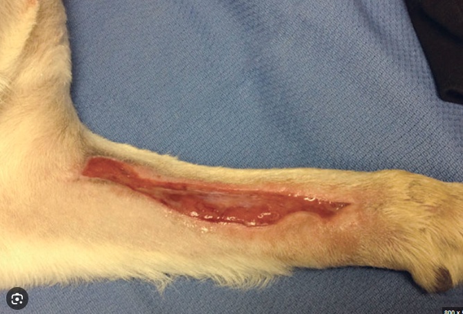 Laser therapy for dog wound healing and recovery support