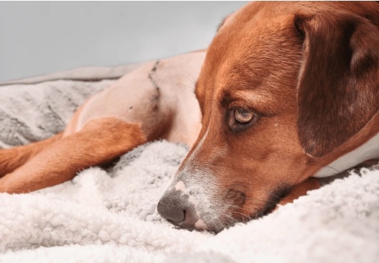 Dog resting comfortably during wound healing recovery