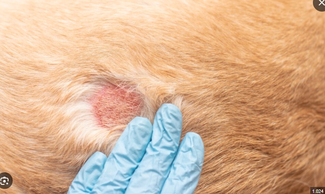 Cold laser therapy device used for dog wound healing support