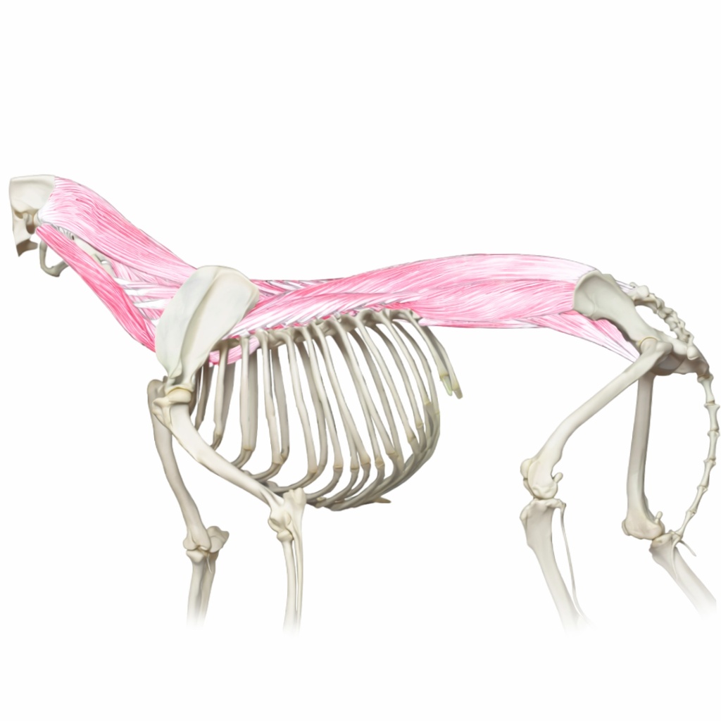 Laser therapy treatment for dog back and joint support