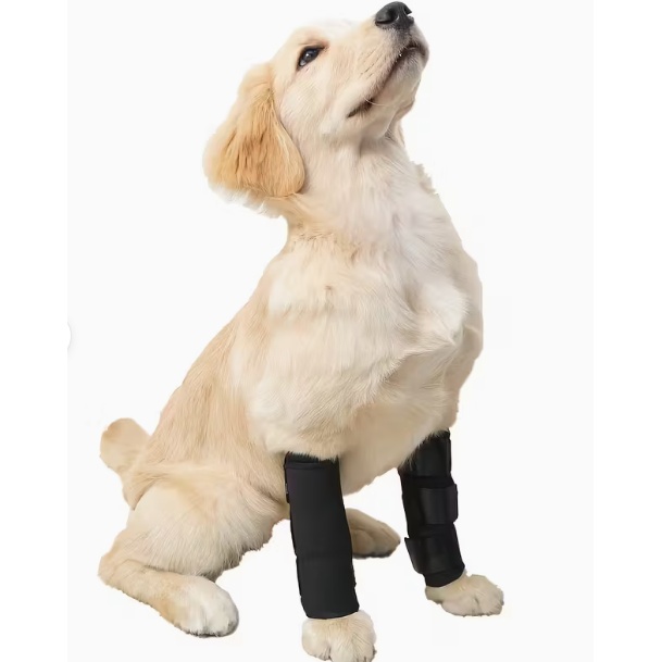 Laser therapy treatment for dog hip joint support