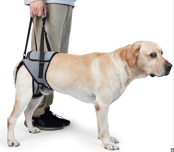 Laser therapy treatment for dog recovery support after surgery