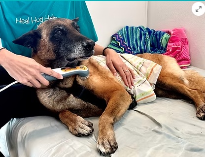 Laser therapy treatment for dog soft tissue and muscle support